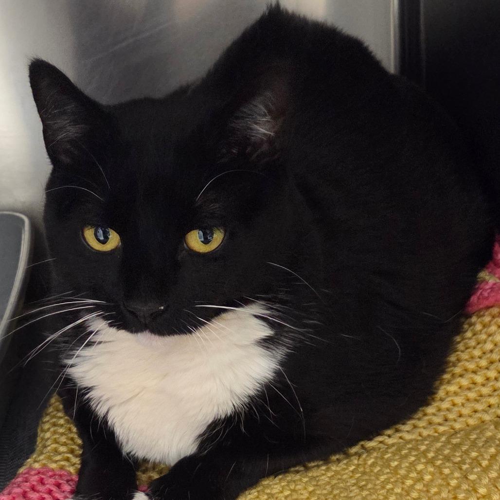 Enlarge Demi, a Adoptable Domestic Short Hair in Oneonta, NY image 1/2