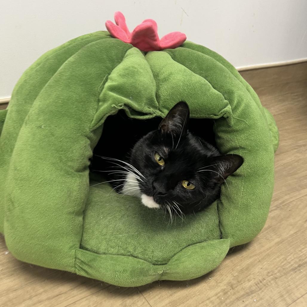 Demi, a Adoptable Domestic Short Hair in Oneonta, NY image 2/6