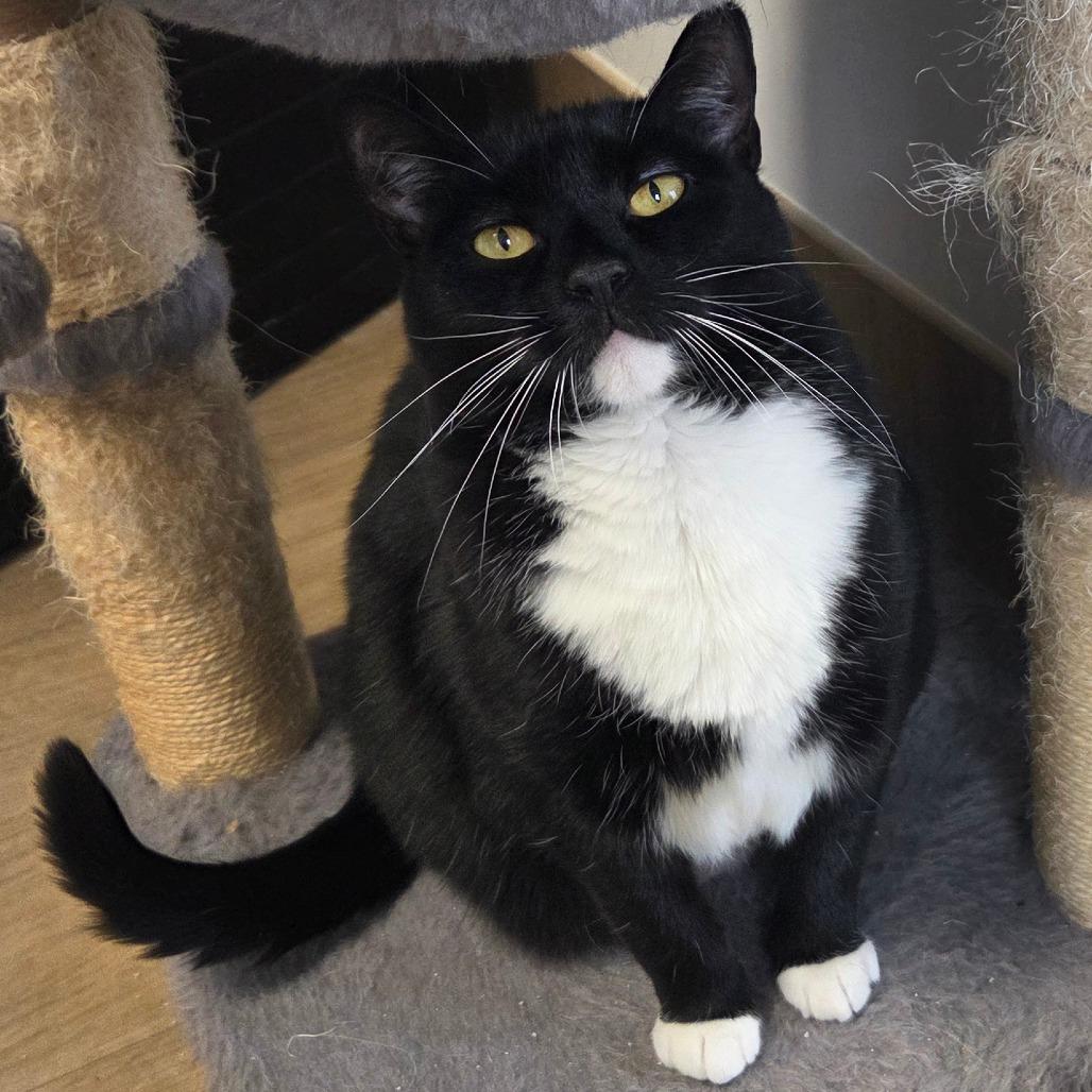 Demi, a Adoptable Domestic Short Hair in Oneonta, NY image 3/6