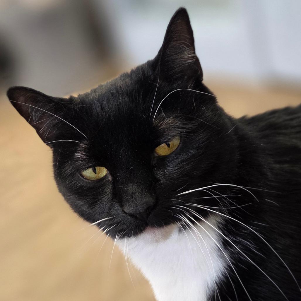 Demi, a Adoptable Domestic Short Hair in Oneonta, NY image 4/6