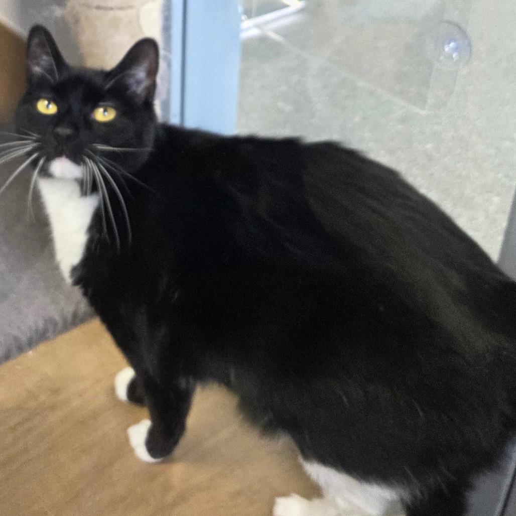 Demi, a Adoptable Domestic Short Hair in Oneonta, NY image 5/6