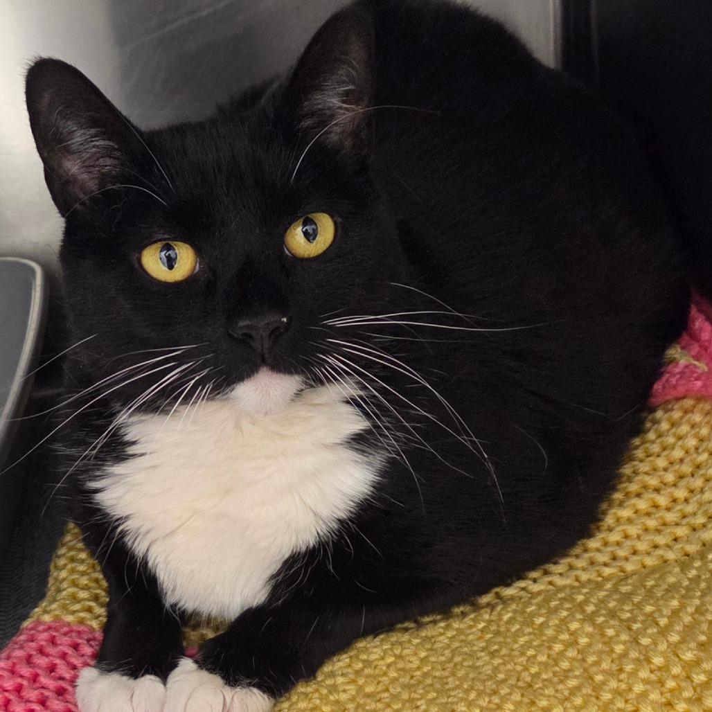 Enlarge Demi, a Adoptable Domestic Short Hair in Oneonta, NY image 2/2