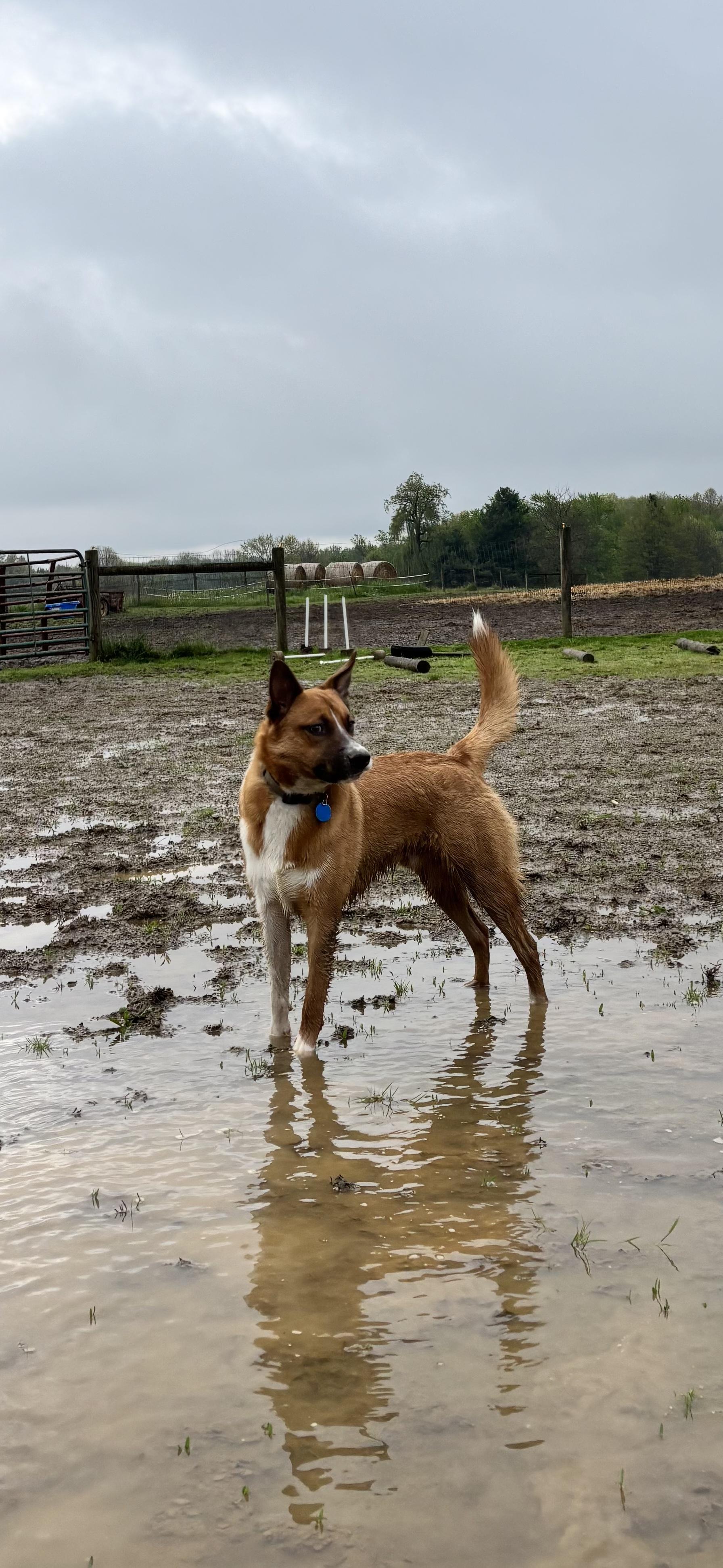 Enlarge Archie, a ADOPTABLE mixed breed in Salem, OH image 1/1