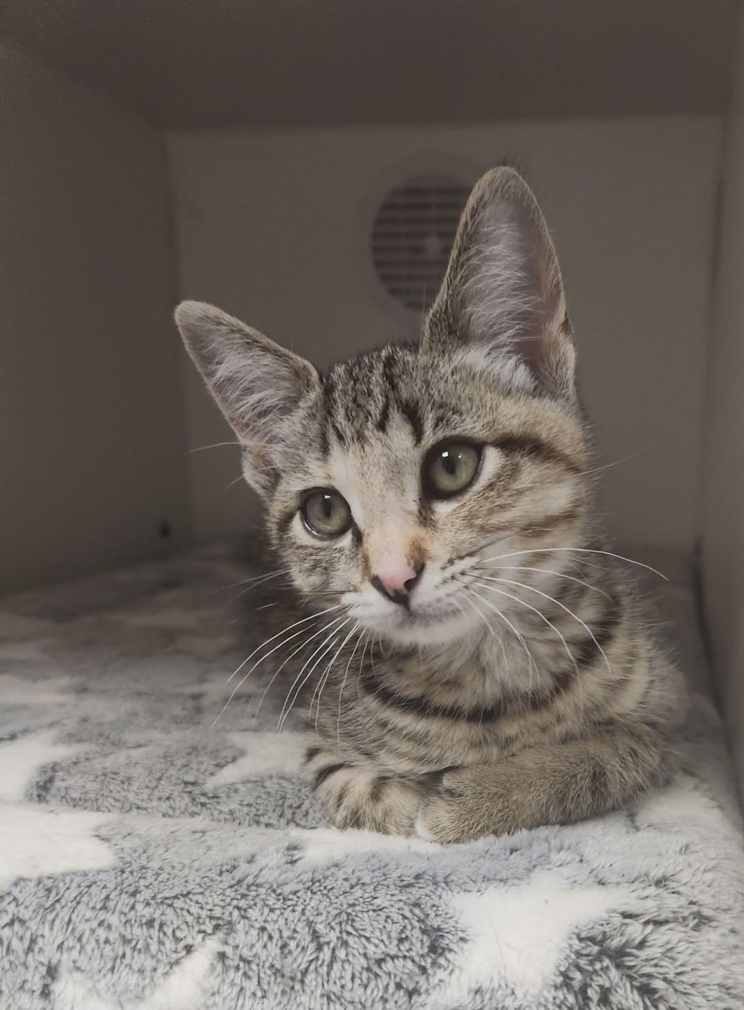 Whisper, Adoptable, Kitten Female Domestic Short Hair.