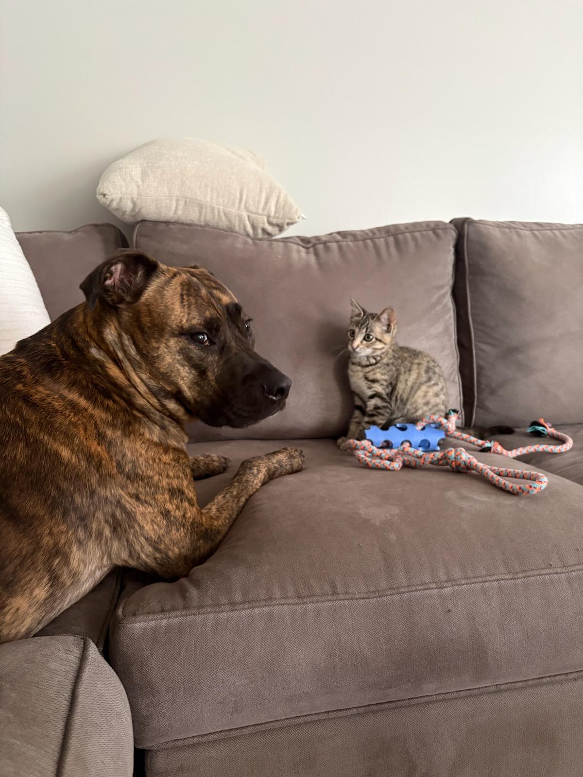 Whisper, a Adoptable mixed breed in Howell, MI image 2/6