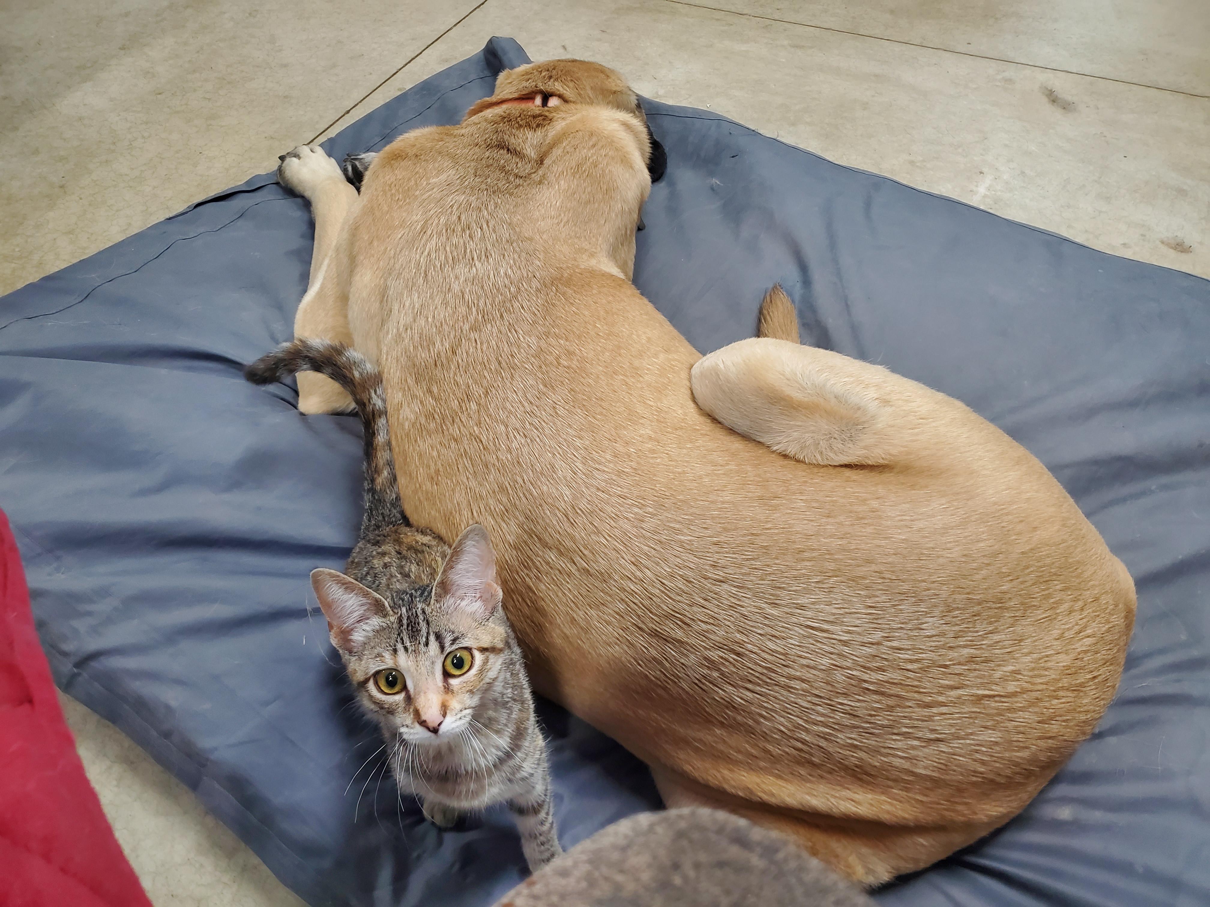 Whisper - ADOPTION PENDING, an adopted mixed breed in Howell, MI image 6/6