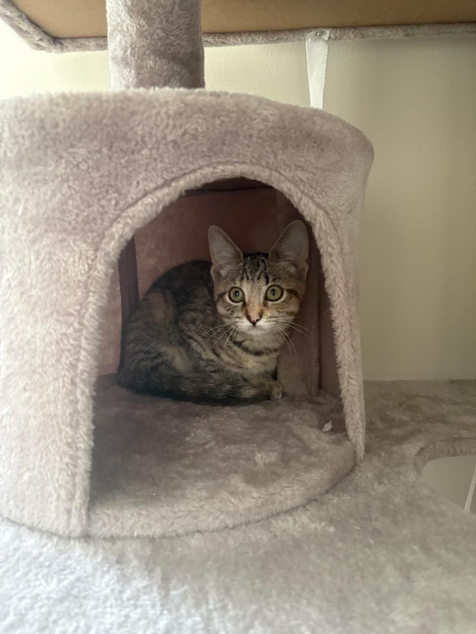 Whisper, a Adoptable mixed breed in Howell, MI image 4/6