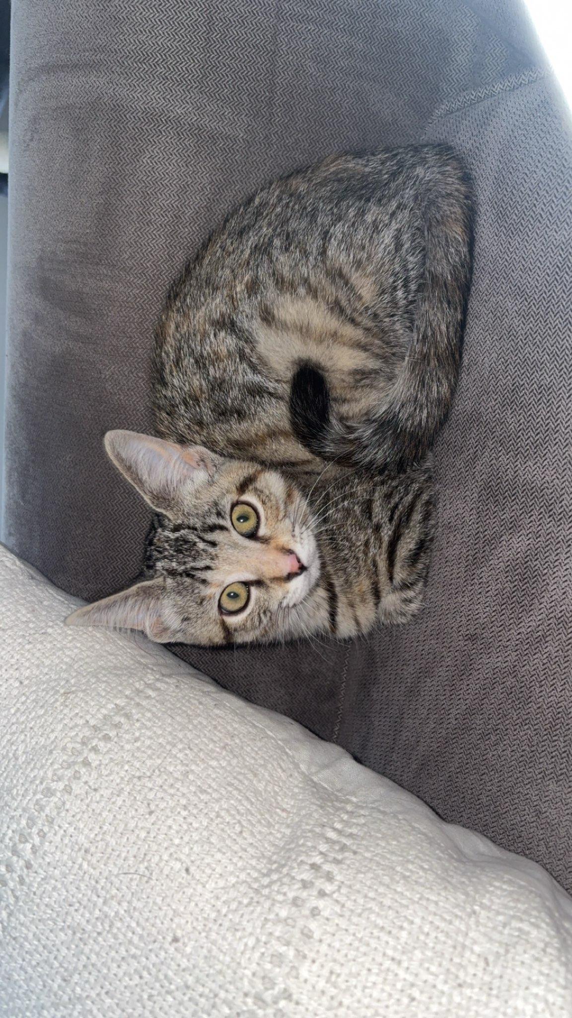 Whisper, Adoptable, Kitten Female Domestic Short Hair.
