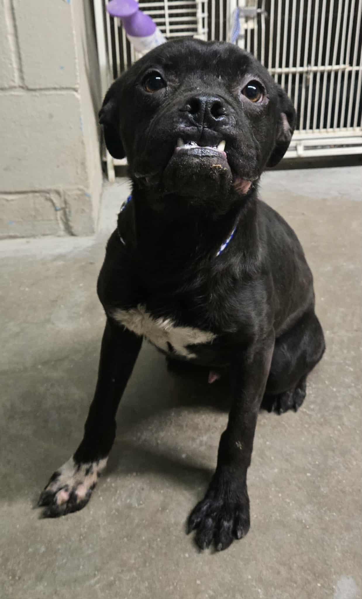 Enlarge Blaze, a ADOPTABLE mixed breed in Freeport, IL image 2/5