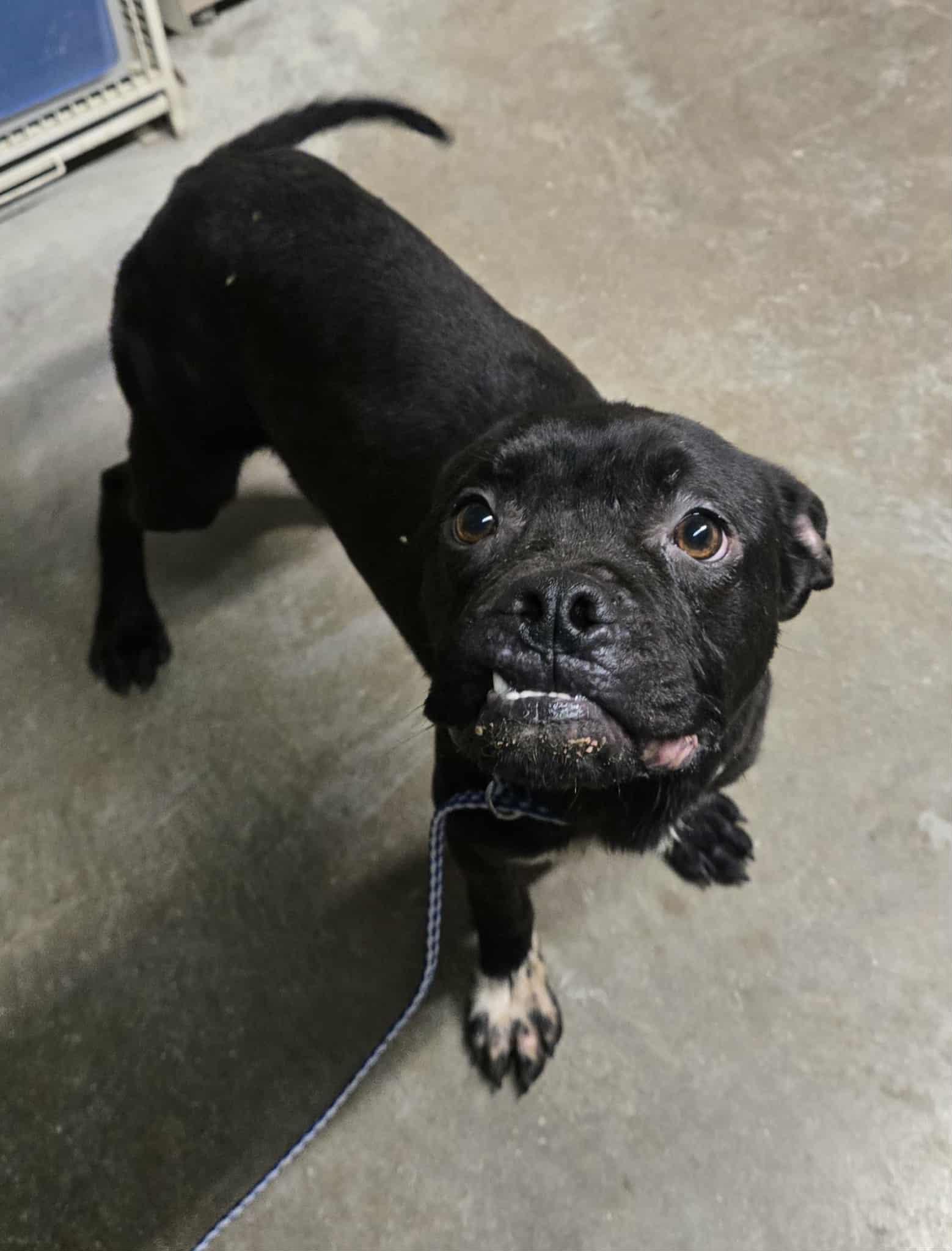 Enlarge Blaze, a ADOPTABLE mixed breed in Freeport, IL image 1/5