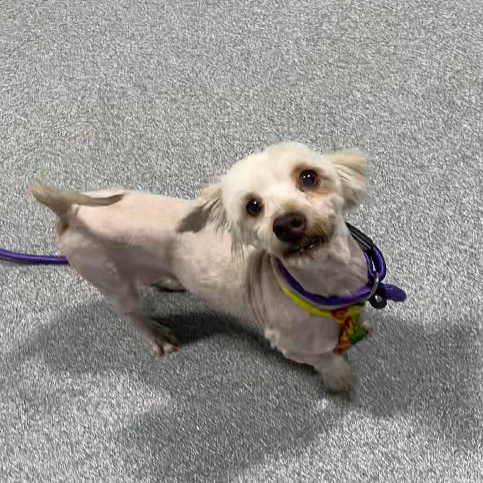 Enlarge Woody, a ADOPTABLE Havanese in Minooka, IL image 1/4