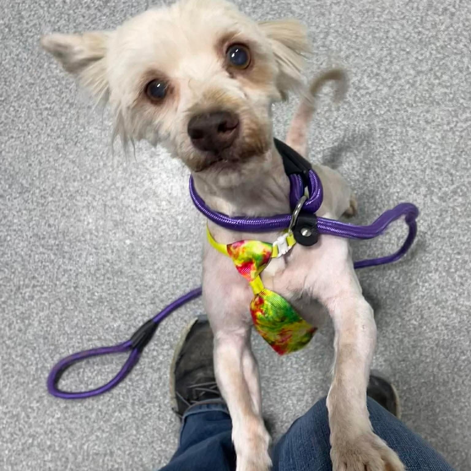 Enlarge Woody, a ADOPTABLE Havanese in Minooka, IL image 2/4