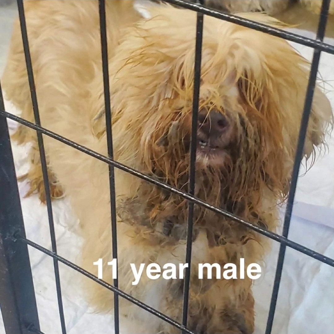Enlarge Woody, a ADOPTABLE Havanese in Minooka, IL image 4/4