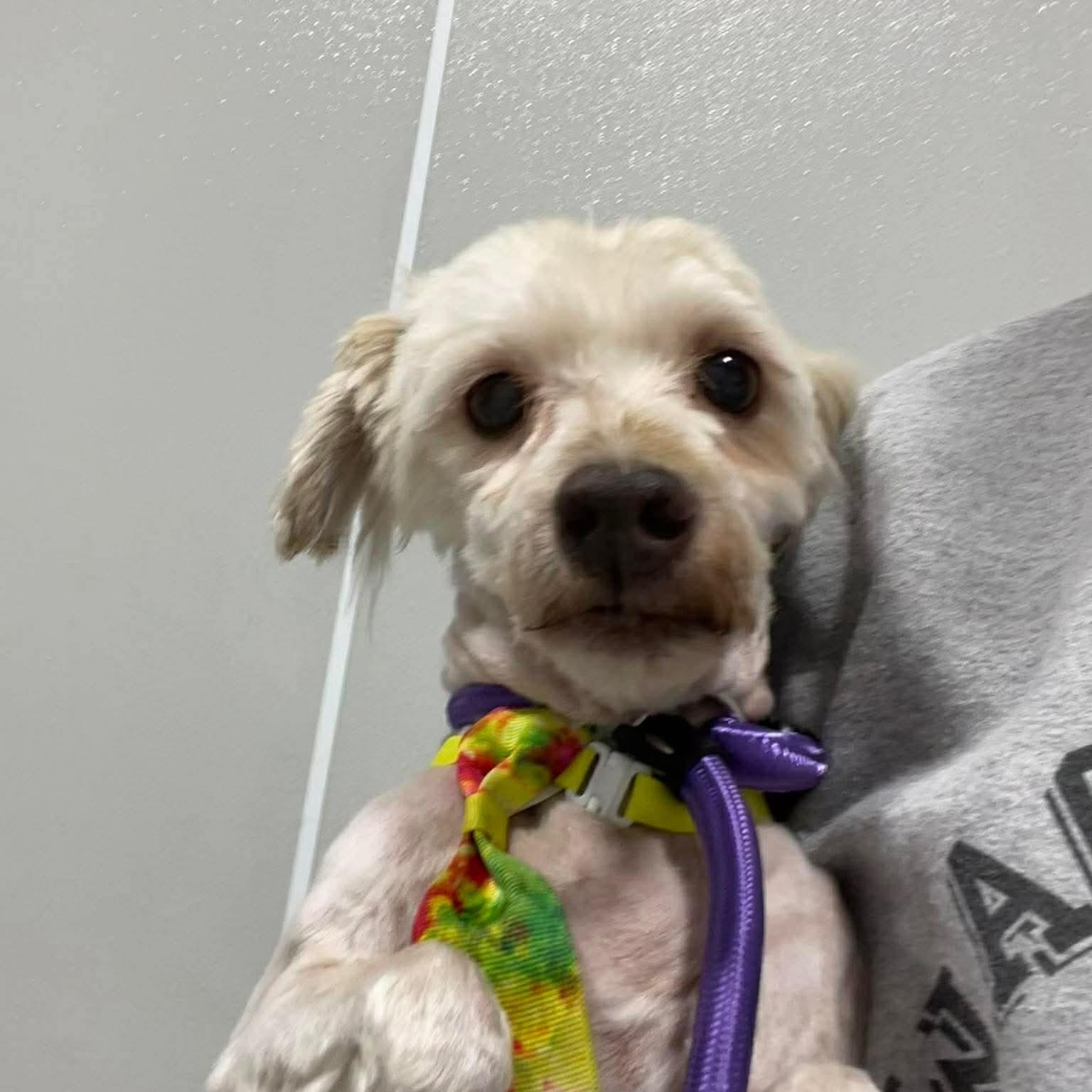 Enlarge Woody, a ADOPTABLE Havanese in Minooka, IL image 3/4