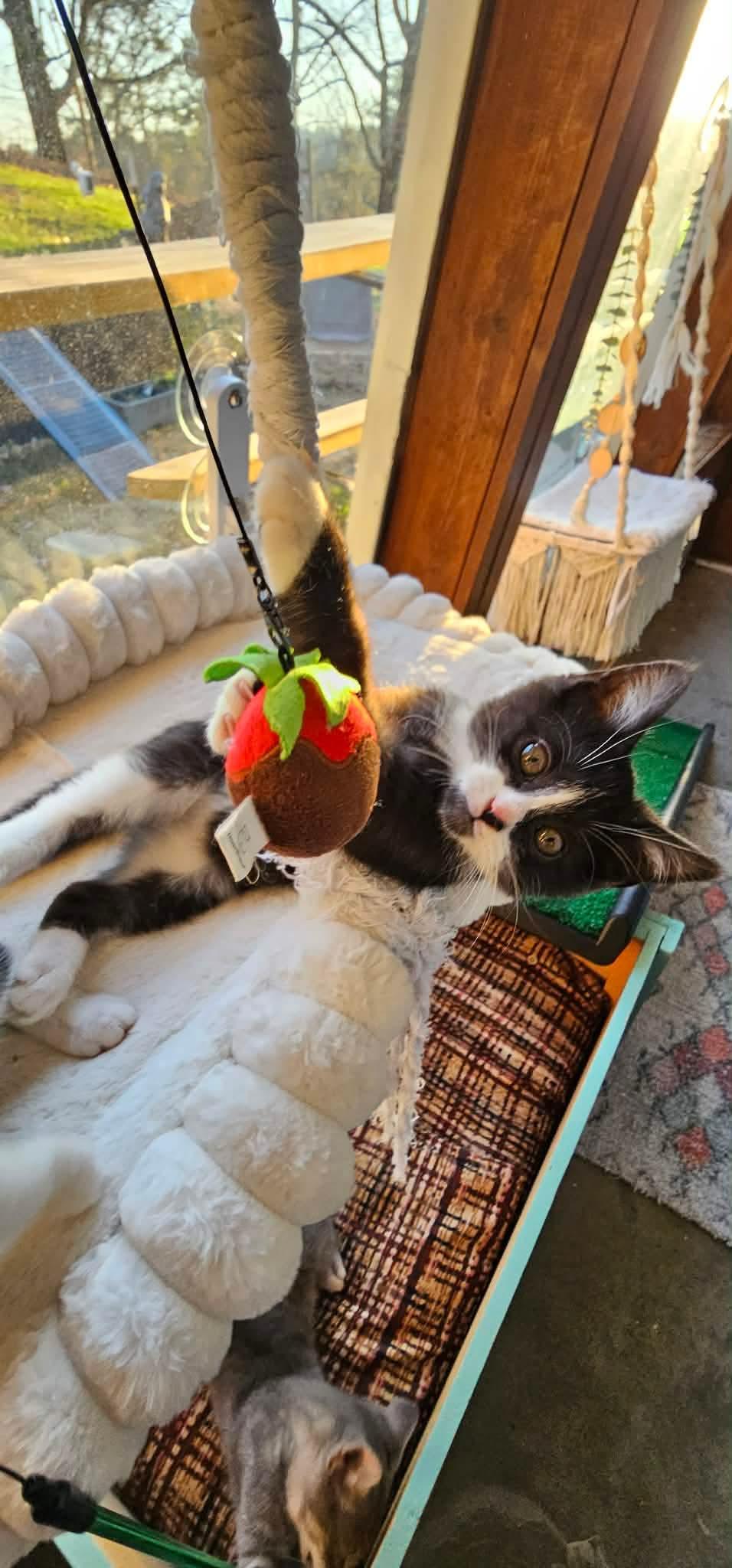 Jumba , ADOPTABLE, Kitten Male Domestic Short Hair.