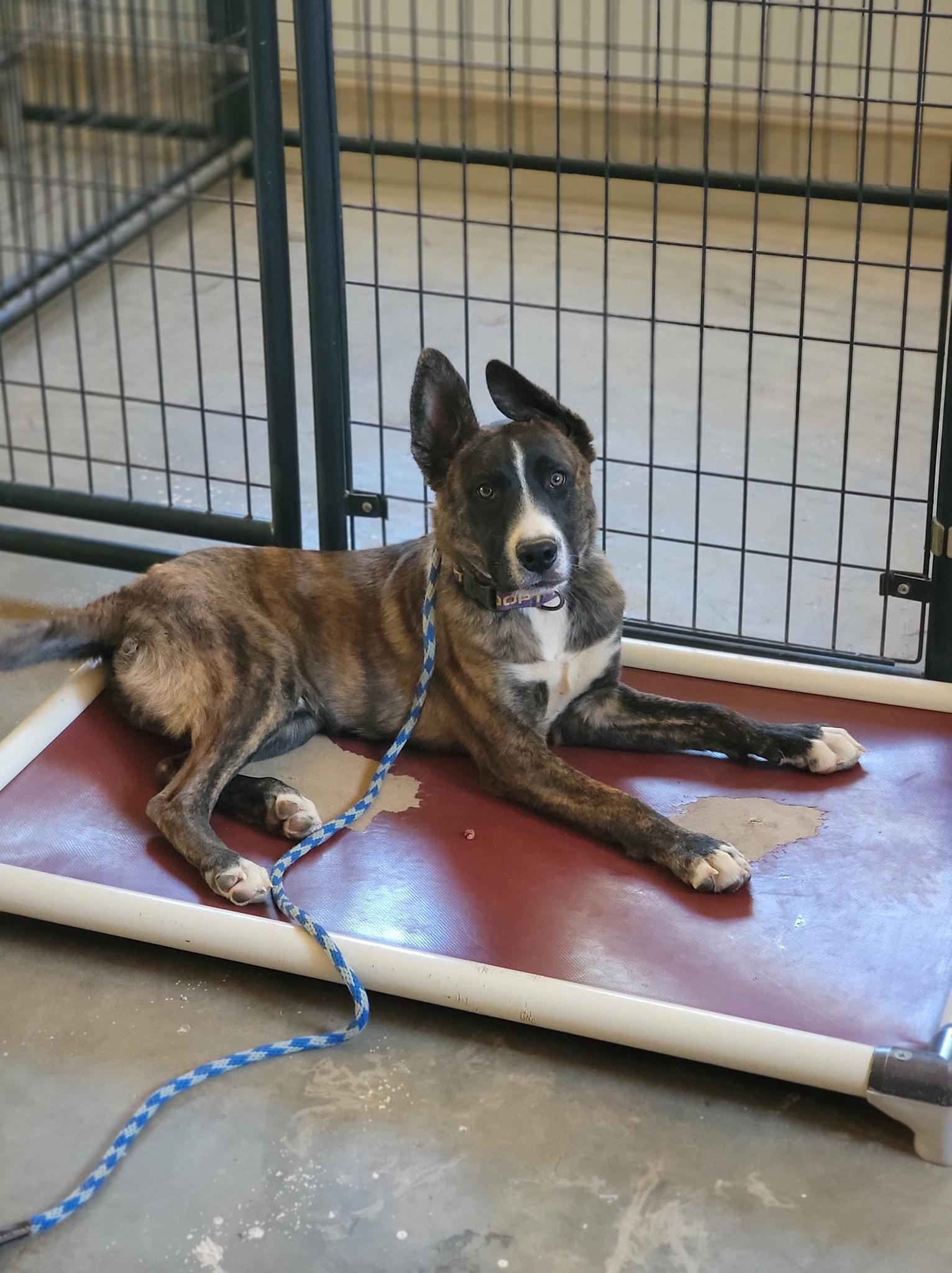 Jessie, Adopted, Young Male German Shepherd Dog & Husky.