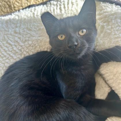 Nugent, Adoptable, Adult Female Domestic Short Hair & Domestic Short Hair.