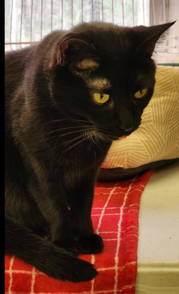 Enlarge CHET, a Adoptable mixed breed in Muskegon, MI image 2/5