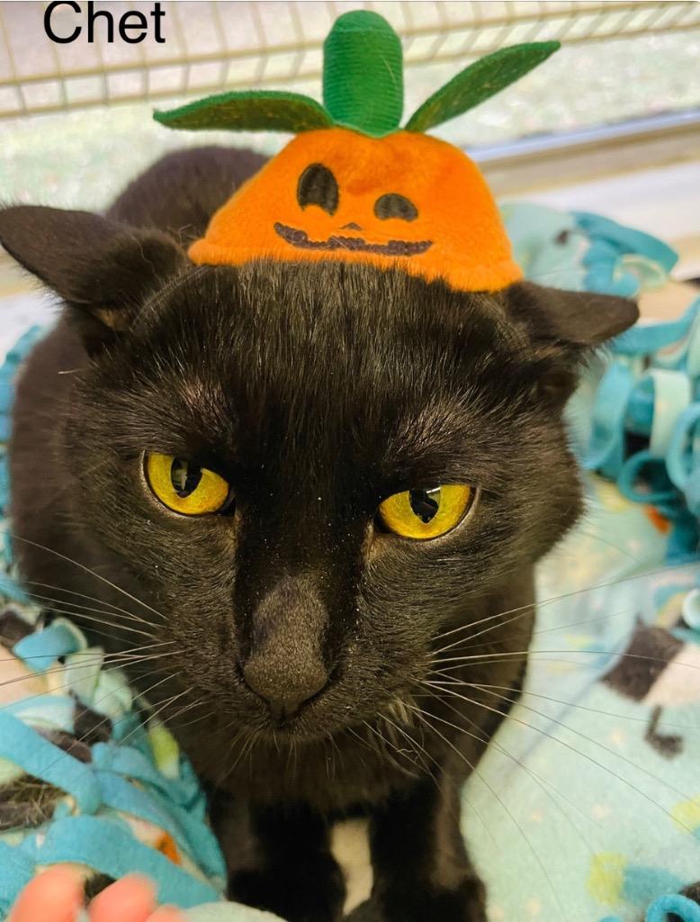 CHET, Adoptable, Adult Male Domestic Short Hair.