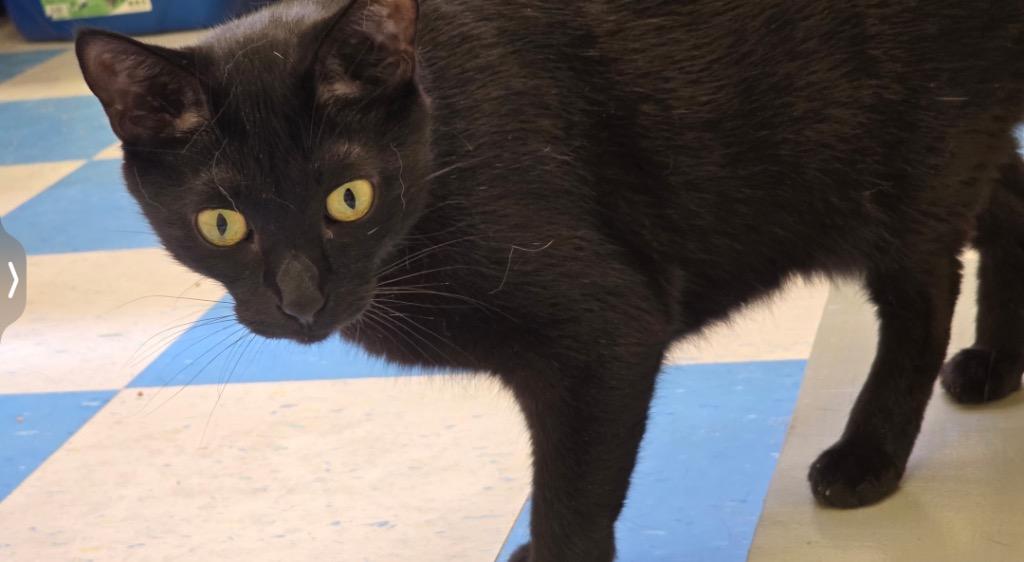 Enlarge CHET, a Adoptable mixed breed in Muskegon, MI image 4/5