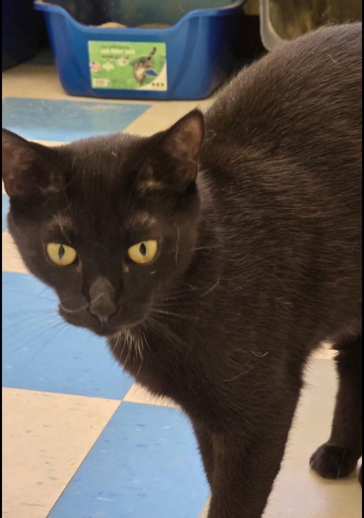 Enlarge CHET, a Adoptable mixed breed in Muskegon, MI image 3/5