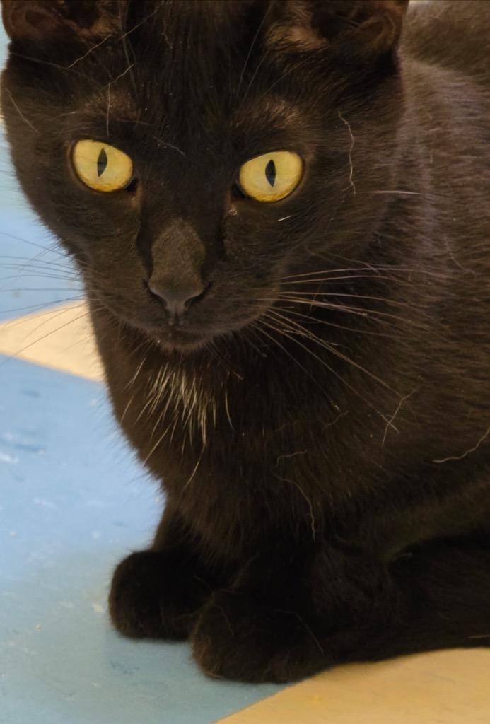 Enlarge CHET, a Adoptable mixed breed in Muskegon, MI image 5/5