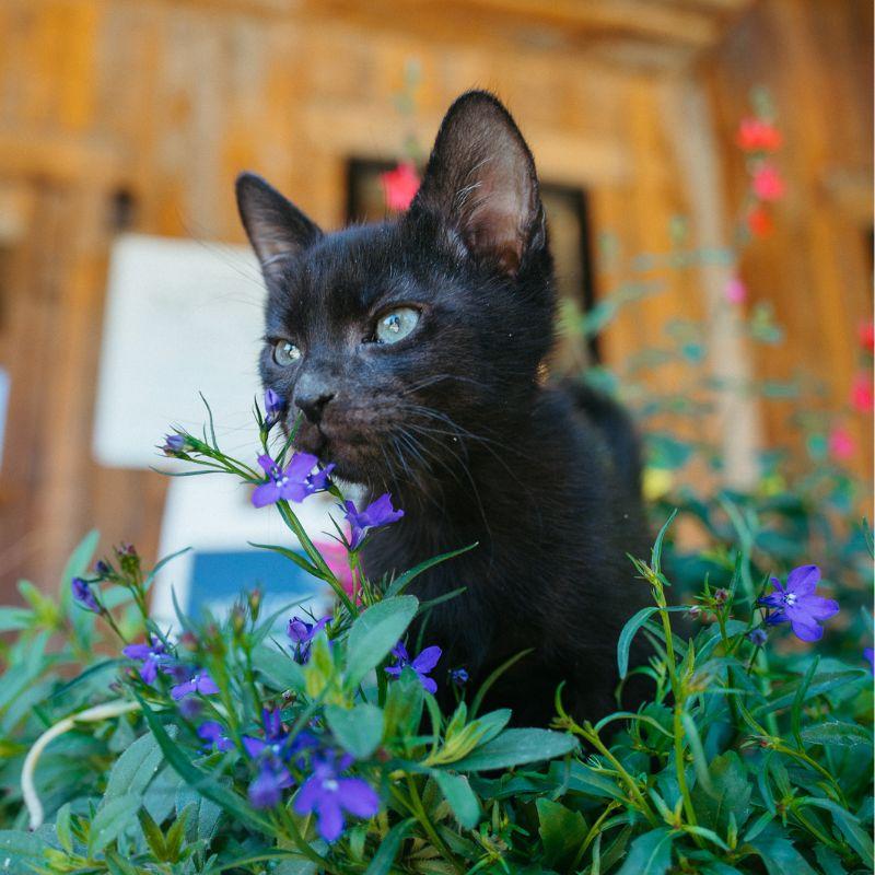 Turtle, adopted, Kitten Male Domestic Short Hair.