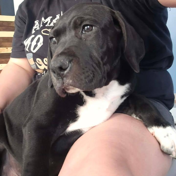 Enlarge Titan, an adopted mixed breed in Effingham, IL image 1/2