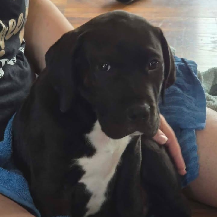 Enlarge Titan, an adopted mixed breed in Effingham, IL image 2/2