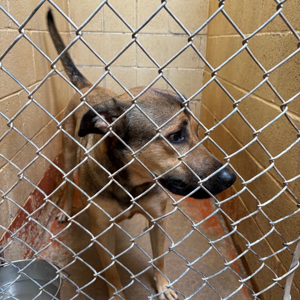 Enlarge (CCSO) Hank, a Adoptable Shepherd in Douglas, AZ image 1/1