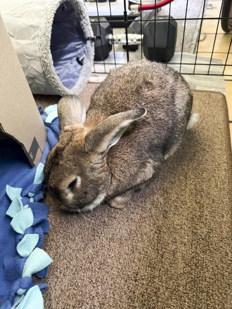 Echo, Adoptable, Adult Male American & New Zealand.