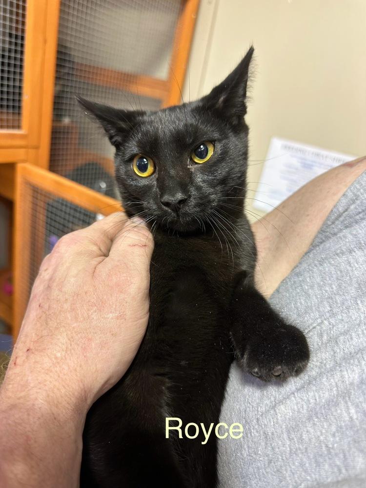 Royce (Worthington Litter), Adoptable, Young Male Domestic Short Hair.