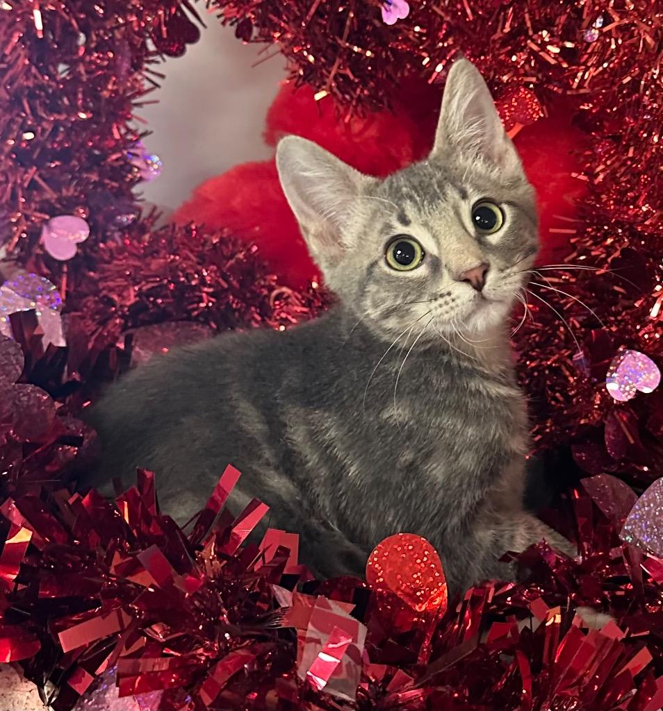 11/21/25 Ambrose, Adoptable, Kitten Male Domestic Short Hair.