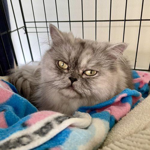 Lluvia, a Adoptable Persian in Vashon Island, WA image 1/3