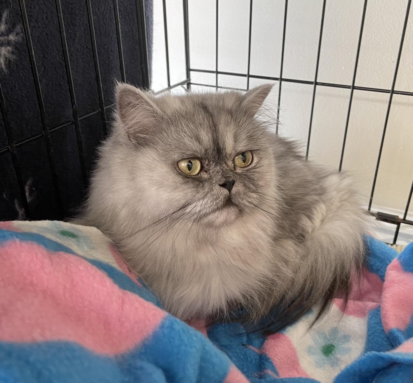 Lluvia, a Adoptable Persian in Vashon Island, WA image 2/3