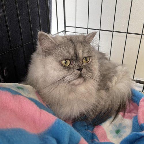 Lluvia, a Adoptable Persian in Vashon Island, WA image 3/3