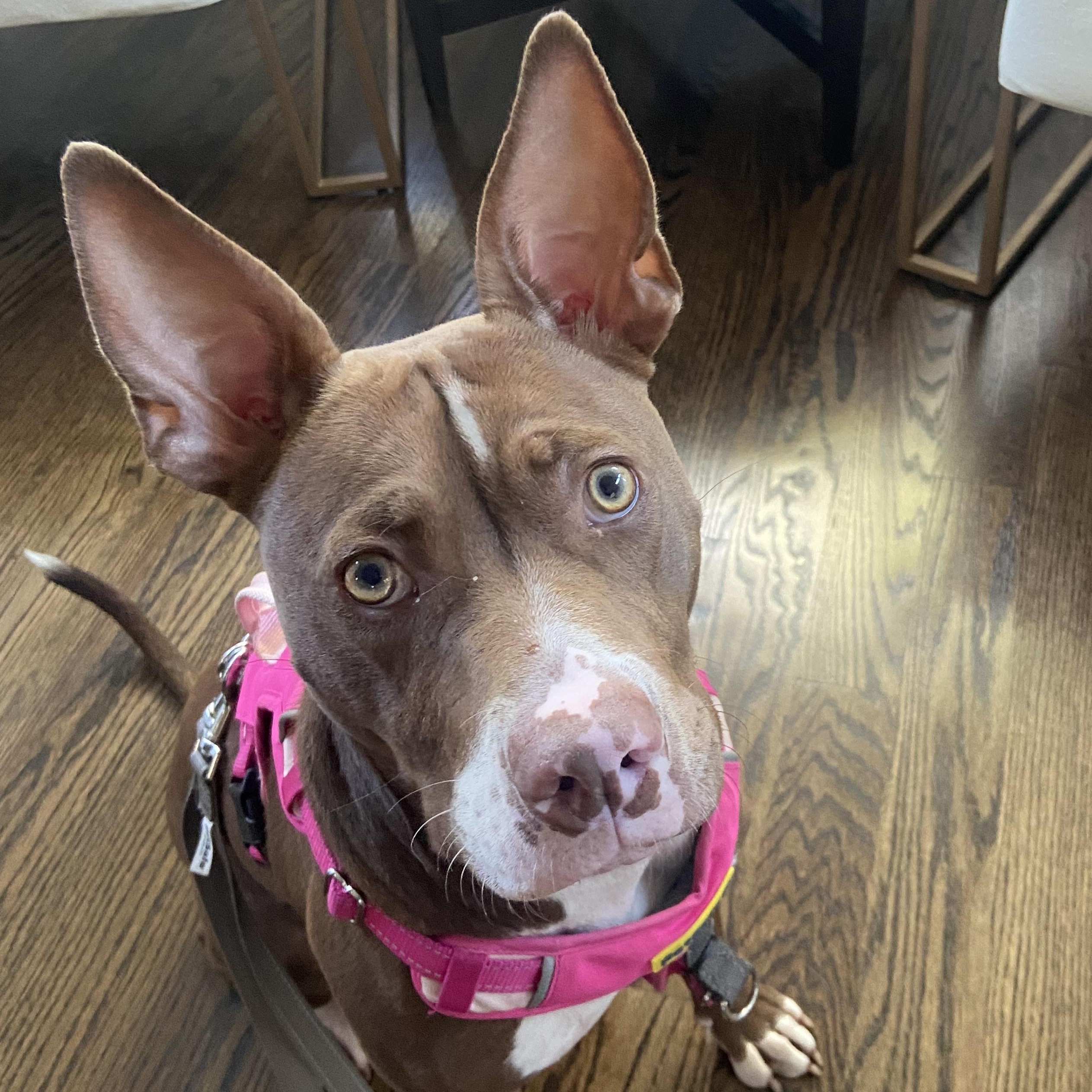 Enlarge Coco, a Adoptable Pit Bull Terrier in Westchester, IL image 4/6