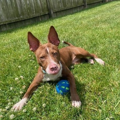 Enlarge Coco, a Adoptable Pit Bull Terrier in Westchester, IL image 5/6