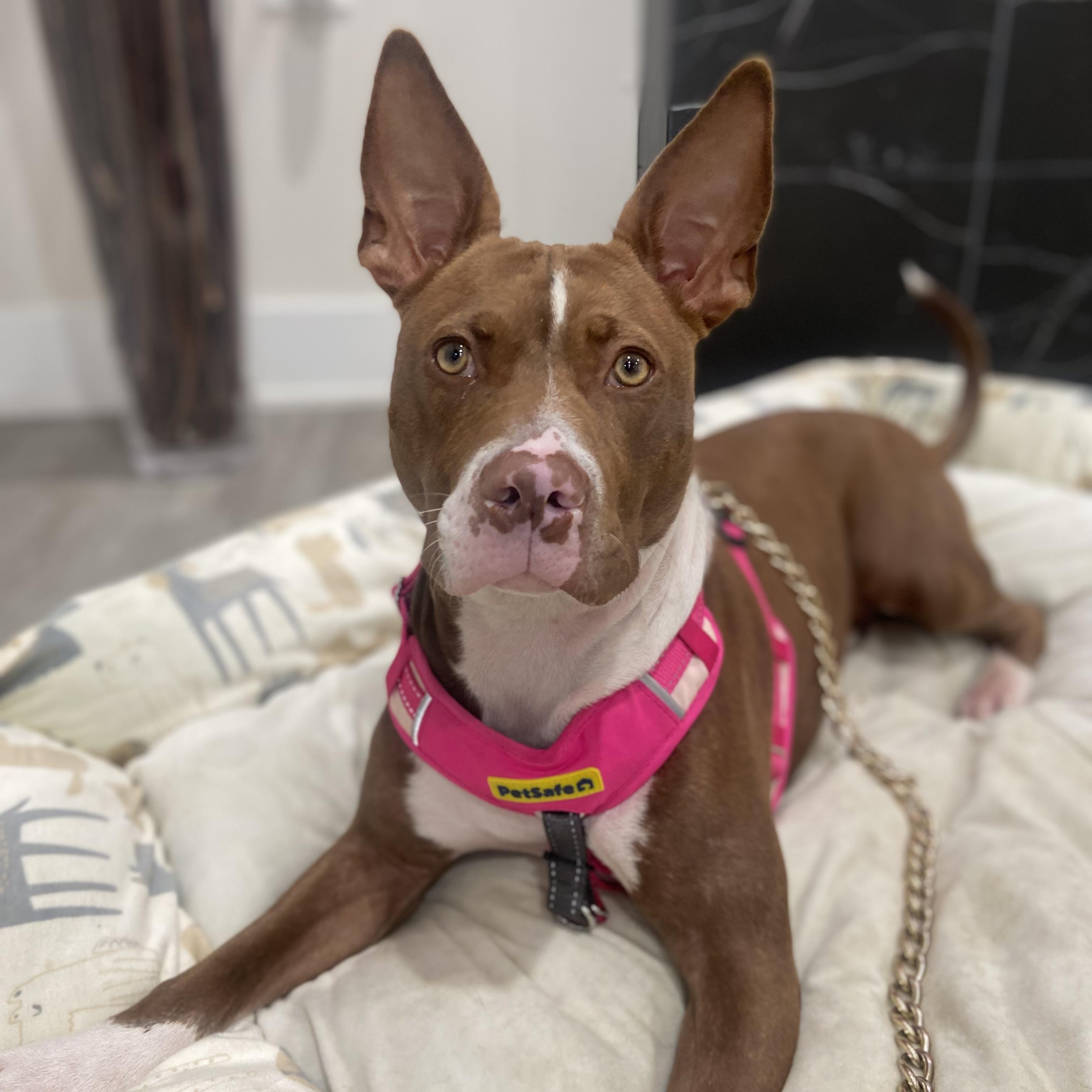 Coco, Adoptable, Puppy Female Pit Bull Terrier.