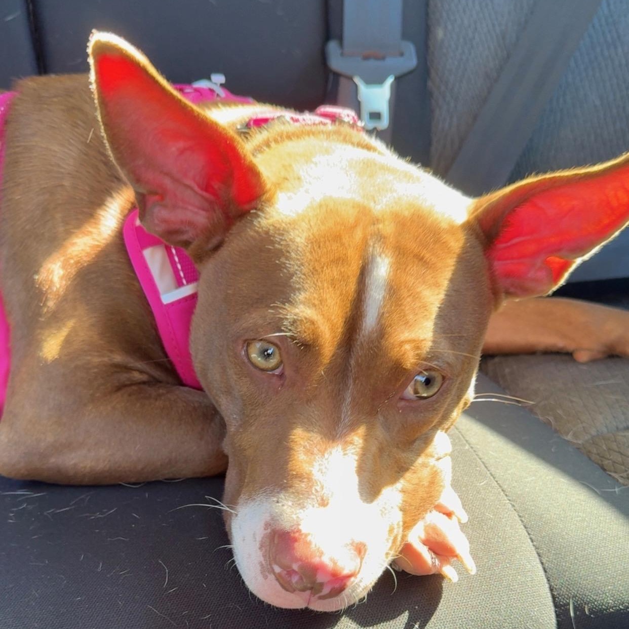 Enlarge Coco, a Adoptable Pit Bull Terrier in Westchester, IL image 6/6