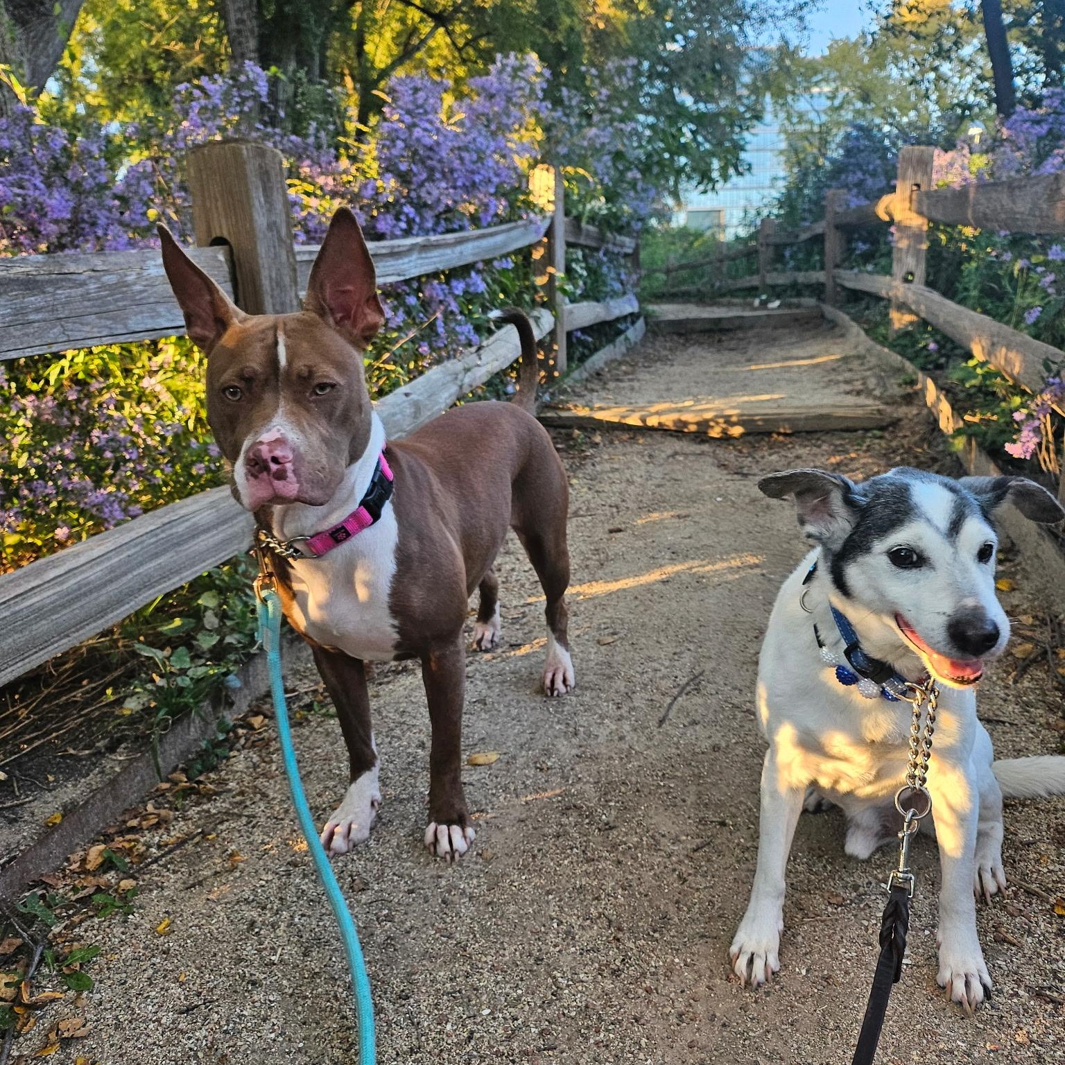 Enlarge Coco, a Adoptable Pit Bull Terrier in Westchester, IL image 3/6