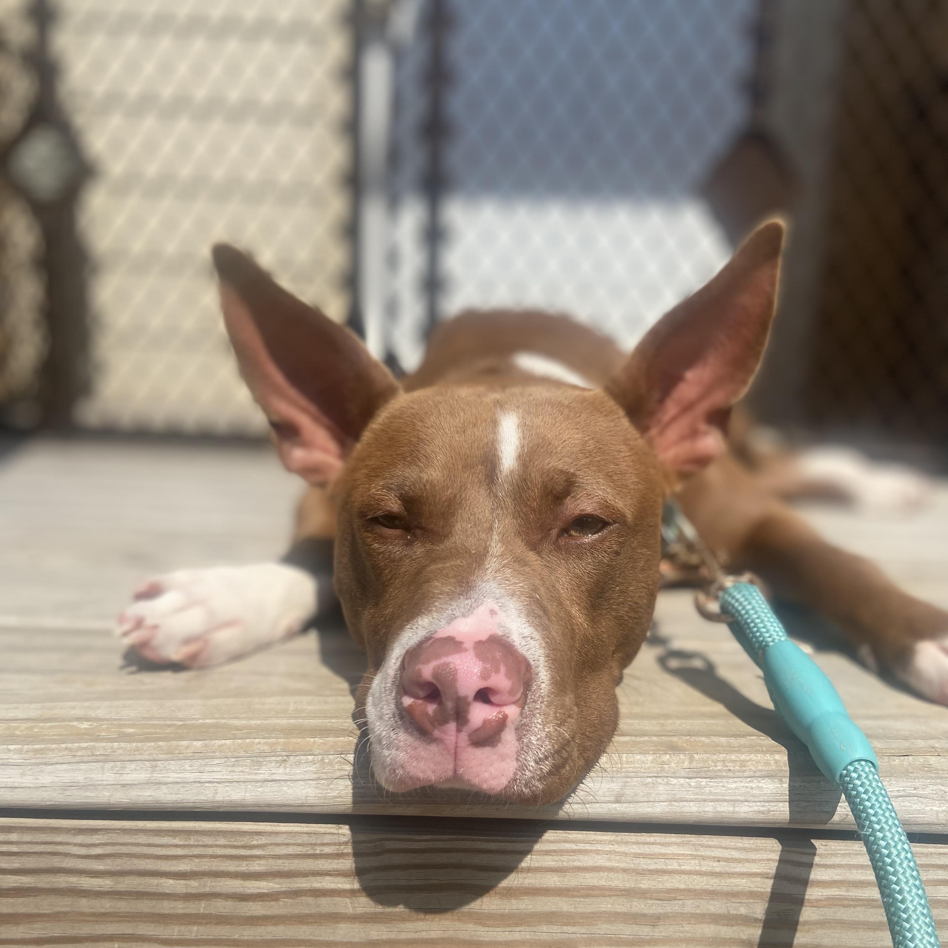 Enlarge Coco, a Adoptable Pit Bull Terrier in Westchester, IL image 2/6