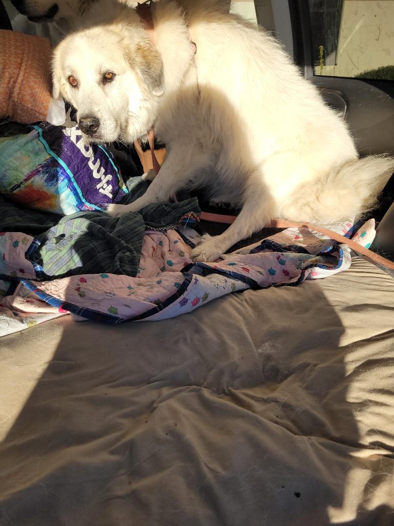 Enlarge lulu, a Adoptable Great Pyrenees in Effingham, SC image 1/1