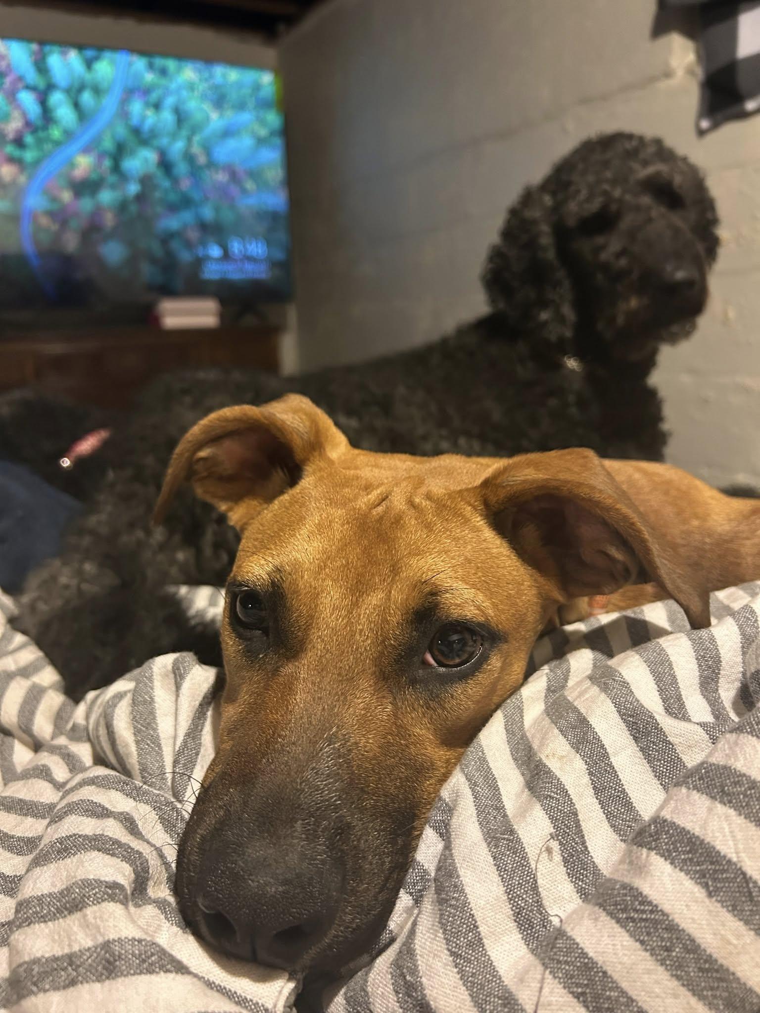 Honey, a Adoptable mixed breed in Speedway, IN image 2/6