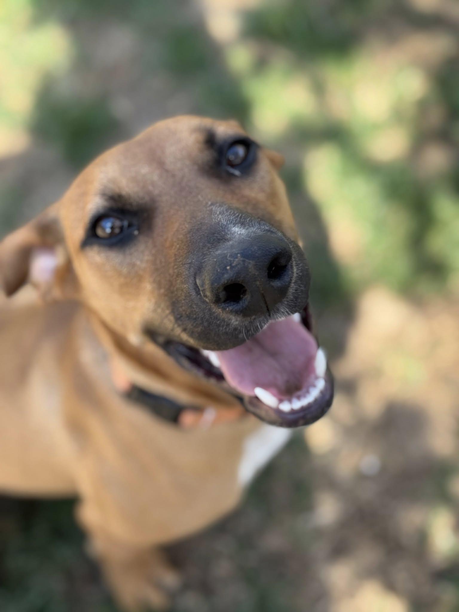 Honey, a Adoptable mixed breed in Speedway, IN image 1/6