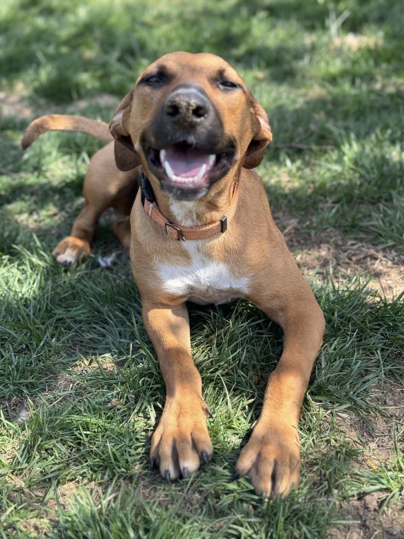 Honey, Adoptable, Young Female Doberman Pinscher & American Bulldog.