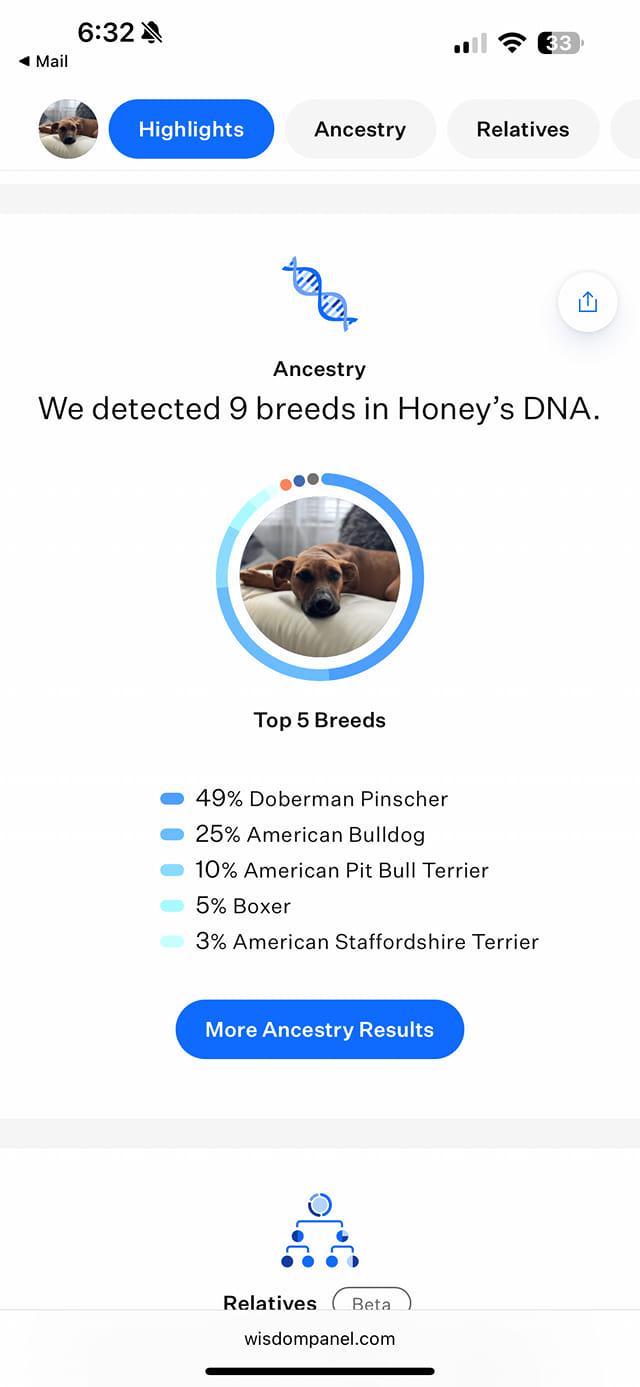 Honey, a Adoptable mixed breed in Speedway, IN image 4/6