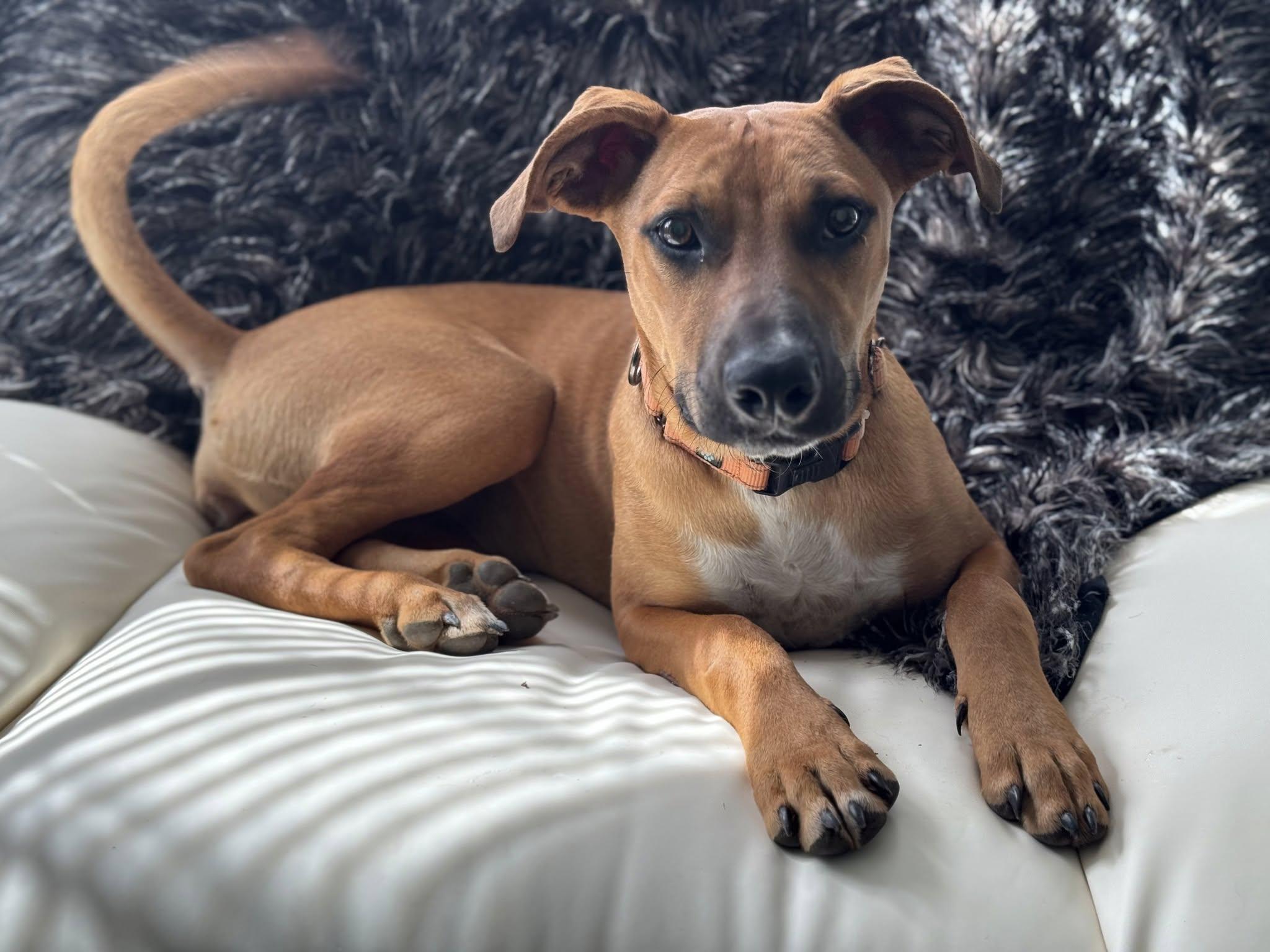 Honey, a Adoptable mixed breed in Speedway, IN image 5/6