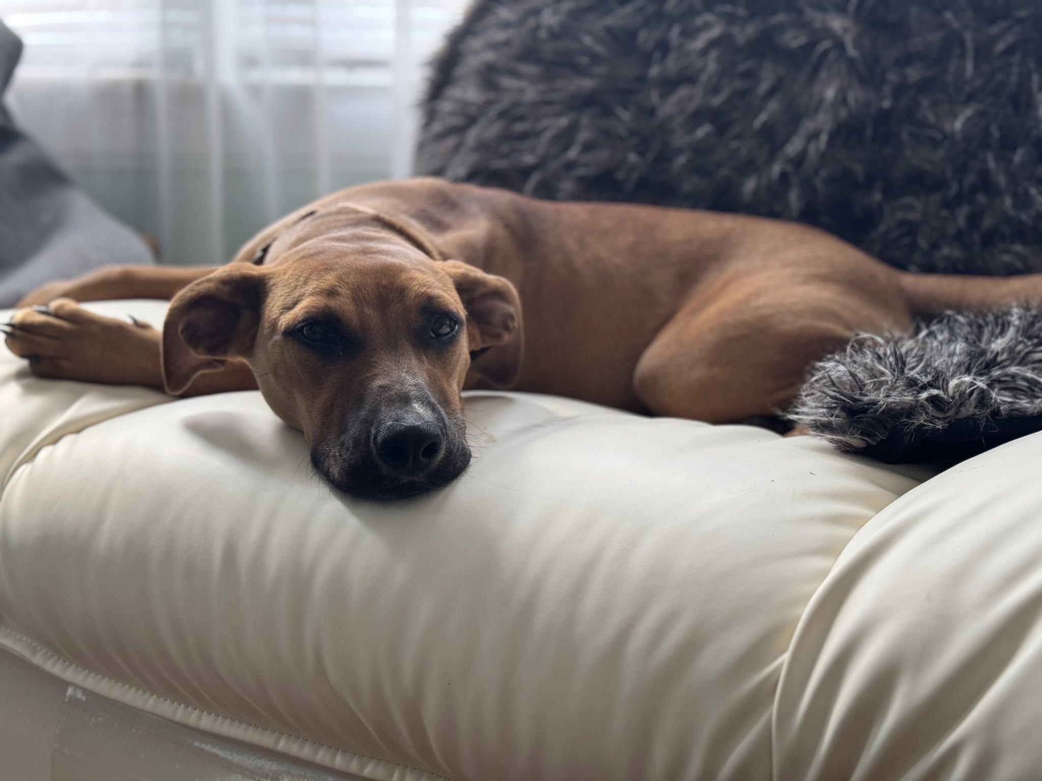 Honey, a Adoptable mixed breed in Speedway, IN image 6/6