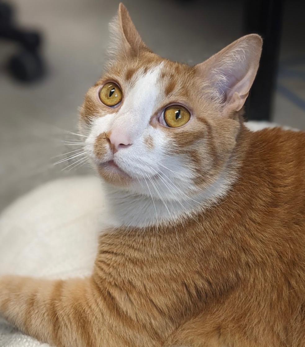 BIG KOI, Adult Male Domestic Short Hair